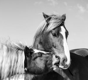 Close-up of a horse against sky