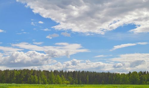 Trees against sky