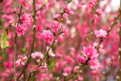 Close-up of pink flowers