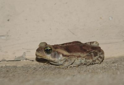 Close-up of turtle