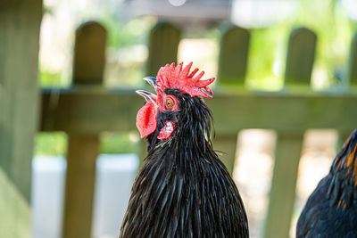 Close-up of rooster against blurred background