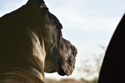 Close-up of horse against the sky