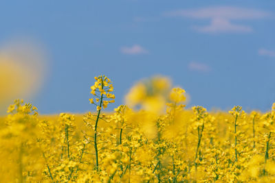 Scenic view of oilseed rape field against sky