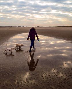 Full length of dog walking on beach against sky during sunset