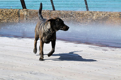 Dog running on beach
