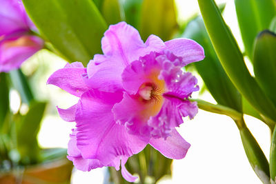 Close-up of purple flowers blooming outdoors