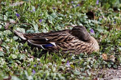 Close-up of mallard duck on field