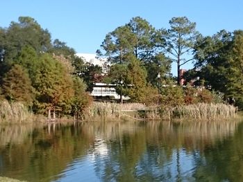 Reflection of trees in water