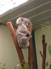 Close-up of monkey on tree branch