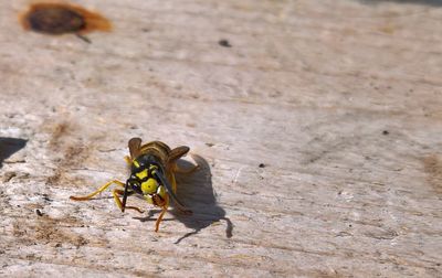 High angle view of bee or wasp on wood
