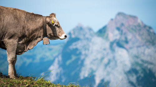 Side view of cow against mountain peaks and sky