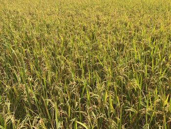 High angle view of crops growing on field