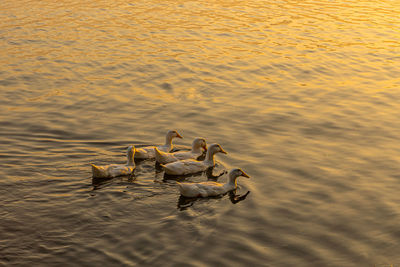 High angle view of ducks swimming in lake