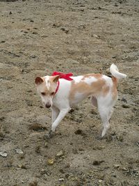 Dog on sand