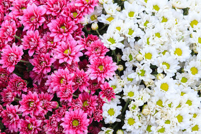 High angle view of pink flowering plants