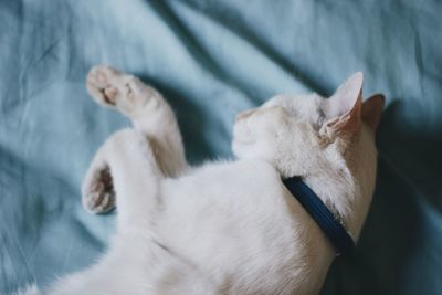 Cat resting on white surface