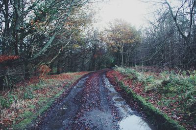 Dirt road amidst plants against sky