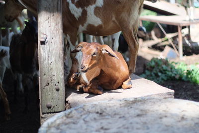 Close-up of goat sitting at farm