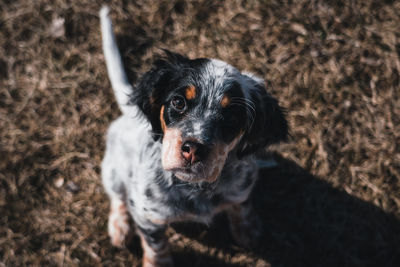 High angle portrait of dog on field