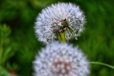 Close-up of dandelion flower