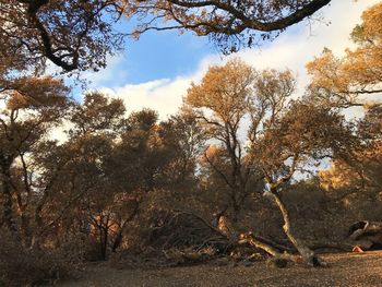 Bird on bare tree against sky