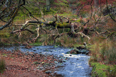 River passing through forest