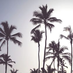 Low angle view of palm trees against clear sky