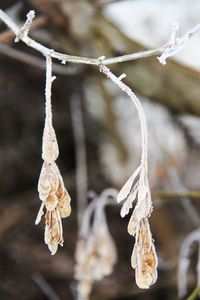 Close-up of frozen plant