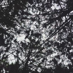 Low angle view of trees in forest