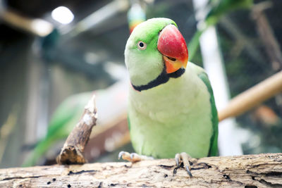 Close-up of parrot perching