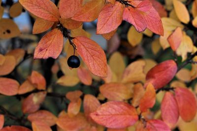 Close-up of orange leaves on plant