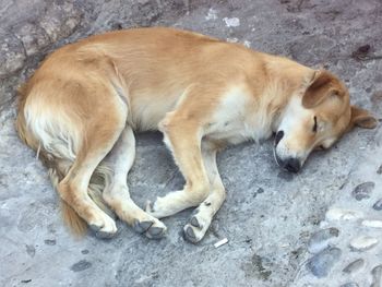 High angle view of a dog sleeping