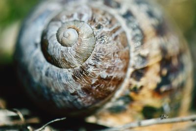 Close-up of snail