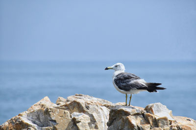 Seagull perching on rock by sea against sky