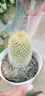 Close-up of hand holding succulent plant