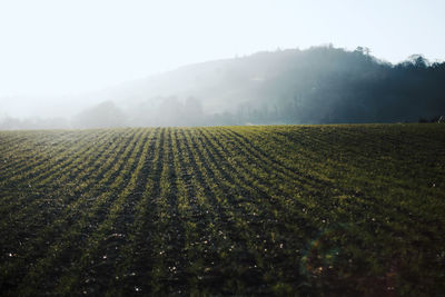 Scenic view of field against clear sky