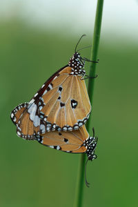 Butterfly on leaf