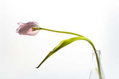 Close-up of plant against white background