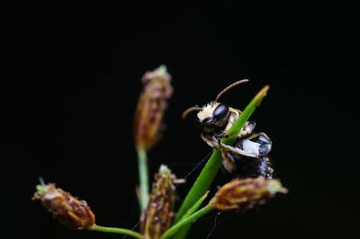 Close-up of insect on flower against black background