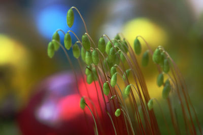 Close-up of flowering plant