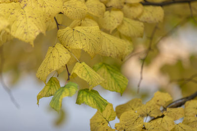 Close-up of yellow leaves on plant during autumn