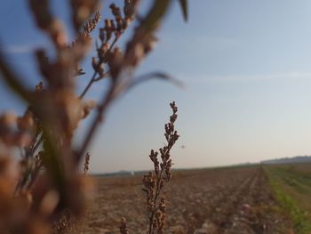 Close-up of crops on field against sky