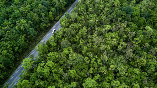 High angle view of road amidst trees in forest