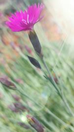 Close-up of pink flowers