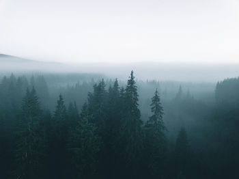 Trees during foggy weather sky