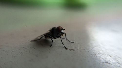 Extreme close-up of fly on floor