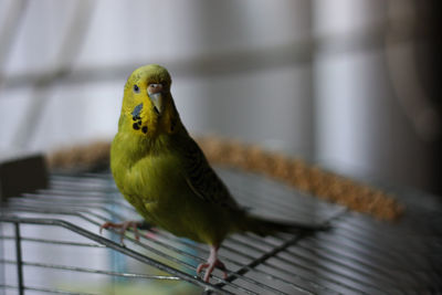 Close-up of parrot perching on metal railing