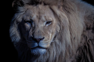 Close-up portrait of a cat