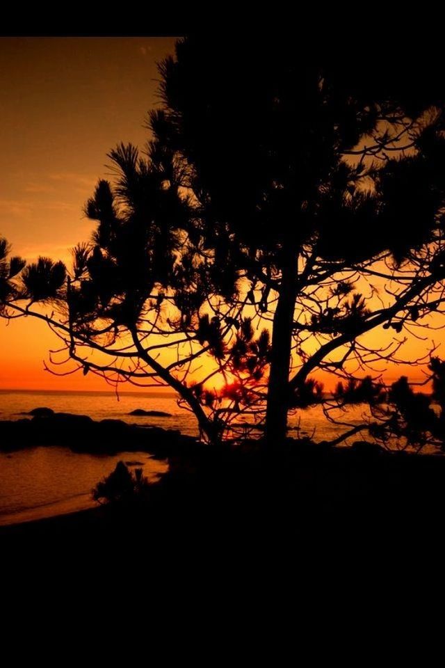 sunset, silhouette, tranquil scene, scenics, tranquility, beauty in nature, orange color, tree, sea, sky, nature, water, idyllic, beach, branch, horizon over water, shore, outdoors, outline, no people