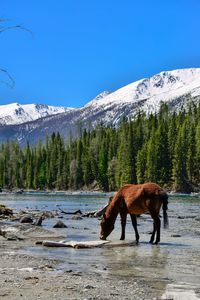 A horse is drinking in the cold kanas river.